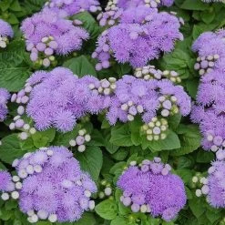 Dwarf Aloha Blue Ageratum Seeds