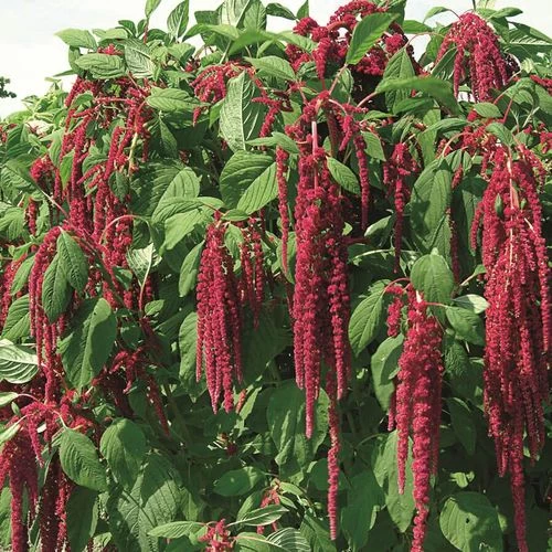 Love-Lies-Bleeding Red Amaranthus Seeds 4 Love-Lies-Bleeding Red Amaranthus Seeds - Image 2
