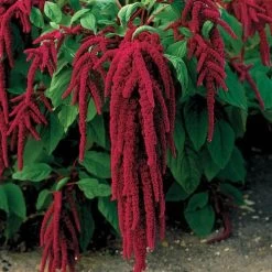 Love-Lies-Bleeding Red Amaranthus Seeds 7 Love-Lies-Bleeding Red Amaranthus Seeds -Botanical Bliss 00078 PK P1 2