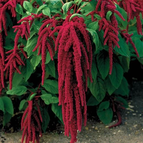 Love-Lies-Bleeding Red Amaranthus Seeds 5 Love-Lies-Bleeding Red Amaranthus Seeds - Image 3