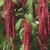 Love-Lies-Bleeding Red Amaranthus Seeds -Botanical Bliss 00078 pk p1