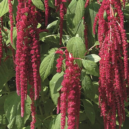 Love-Lies-Bleeding Red Amaranthus Seeds 3 Love-Lies-Bleeding Red Amaranthus Seeds