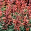 Giant Hyssop Seeds 2 Giant Hyssop Seeds -Botanical Bliss 00083 pk p1