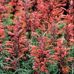 Giant Hyssop Seeds