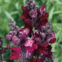 'Black Prince' Snapdragon Seeds