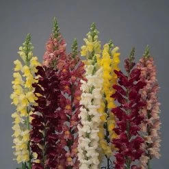 Rocket Hybrid Mix Snapdragon Seeds