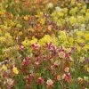 'McKana Giants Mixed' Columbine Seeds 2 'McKana Giants Mixed' Columbine Seeds -Botanical Bliss 00174 PK P1