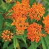Butterfly Weed Seeds -Botanical Bliss 00198