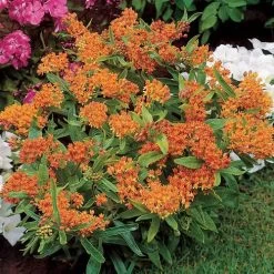 Butterfly Weed Seeds -Botanical Bliss 00198 2