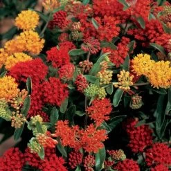Gay Butterflies Butterfly Weed Seeds -Botanical Bliss 00212 PK P1 1