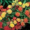 Gay Butterflies Butterfly Weed Seeds -Botanical Bliss 00212 pk p1