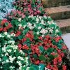 Pizzazz Mix Begonia Seeds -Botanical Bliss 00306 PK 1000