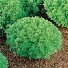 Minette Basil Seeds (P) Pkt Of 100 Seeds -Botanical Bliss 00307 pk p1