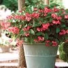 Dragon Wing® Pink Begonia Seeds -Botanical Bliss 00321