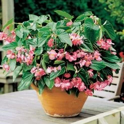 Dragon Wing® Pink Begonia Seeds -Botanical Bliss 00321 1