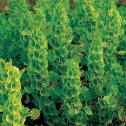 Bells Of Ireland Seeds -Botanical Bliss 00325 PK P1 2