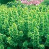 Bells Of Ireland Seeds 2 Bells Of Ireland Seeds -Botanical Bliss 00325 pk p1