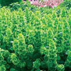 Bells Of Ireland Seeds