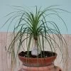 Ponytail Palm Seeds -Botanical Bliss 00333 pk p1