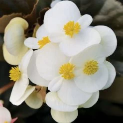 BabyWing® White Begonia Seeds