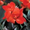 Tropical™ Bronze Scarlet Canna Seeds -Botanical Bliss 00431 PK 25