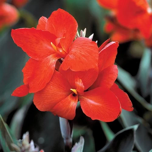Tropical™ Bronze Scarlet Canna Seeds -Botanical Bliss 00431 PK 25
