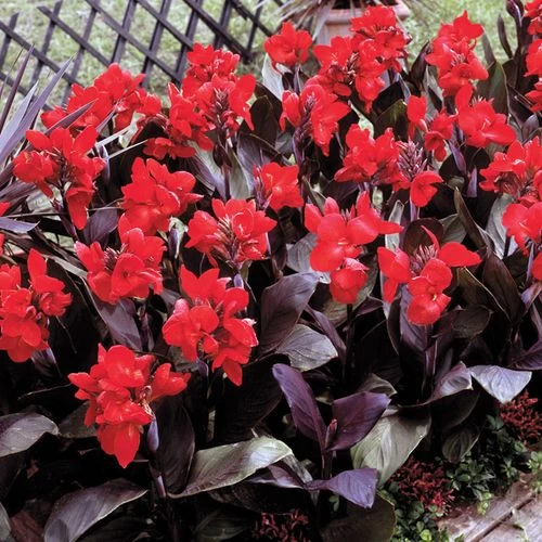 Tropical™ Bronze Scarlet Canna Seeds 4 Tropical™ Bronze Scarlet Canna Seeds - Image 2