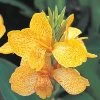 Tropical™ Yellow Canna Seeds 2 Tropical™ Yellow Canna Seeds -Botanical Bliss 00433 PK 25
