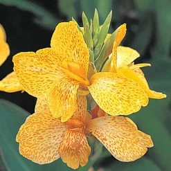 Tropical™ Yellow Canna Seeds