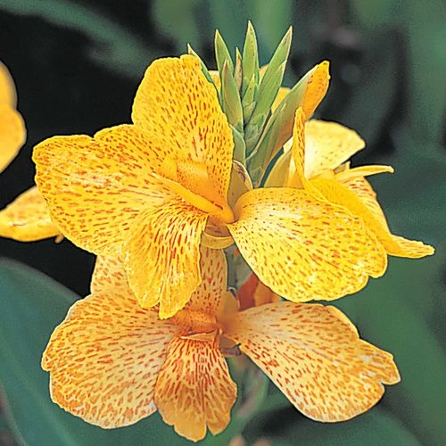 Tropical™ Yellow Canna Seeds 3 Tropical™ Yellow Canna Seeds