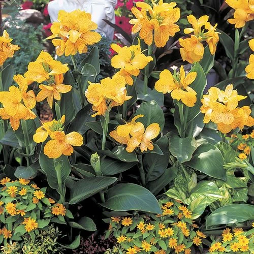 Tropical™ Yellow Canna Seeds 4 Tropical™ Yellow Canna Seeds - Image 2