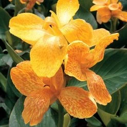 Tropical™ Yellow Canna Seeds 7 Tropical™ Yellow Canna Seeds -Botanical Bliss 00433 PK 25 2
