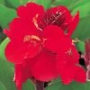 Tropical™ Red Canna Seeds -Botanical Bliss 00447 PK 25