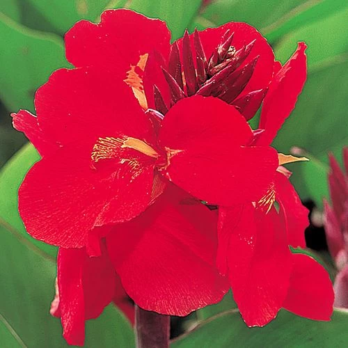 Tropical™ Red Canna Seeds -Botanical Bliss 00447 PK 25