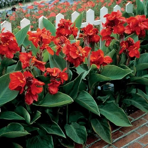 Tropical™ Red Canna Seeds 4 Tropical™ Red Canna Seeds - Image 2