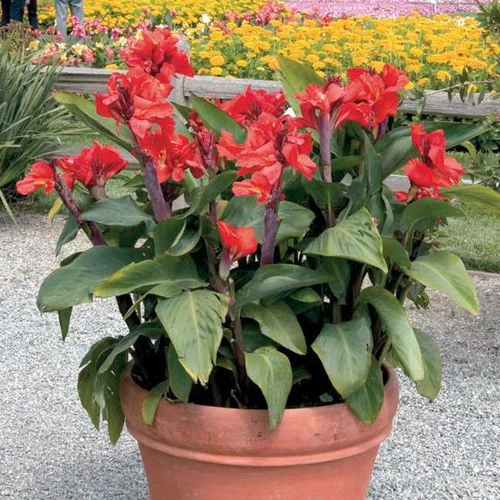 Tropical™ Red Canna Seeds 5 Tropical™ Red Canna Seeds - Image 3