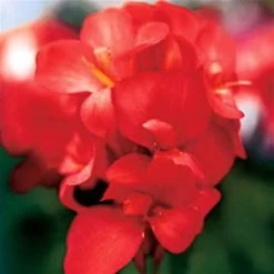 Tropical™ Red Canna Seeds 9 Tropical™ Red Canna Seeds -Botanical Bliss 00447 PK 25 3