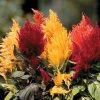 Fresh Look Mix Celosia Seeds -Botanical Bliss 00473 PK 500