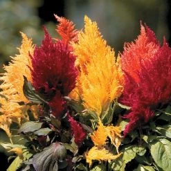 Fresh Look Mix Celosia Seeds
