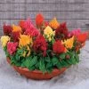 Rainbow Sherbert Celosia Seeds 1 Rainbow Sherbert Celosia Seeds -Botanical Bliss 00474 pk p1