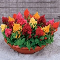 Rainbow Sherbert Celosia Seeds