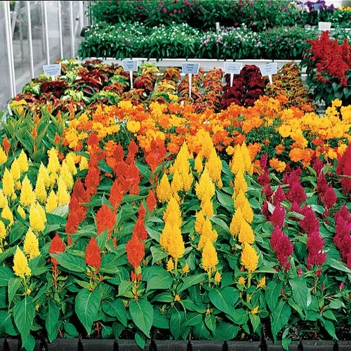 Century Mix Celosia Seeds 3 Century Mix Celosia Seeds