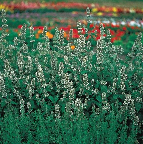 Catnip Seeds 3 Catnip Seeds