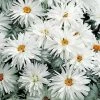 Crazy Daisy Shasta Daisy Seeds -Botanical Bliss 00558
