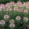 Sparkler Blush Spider Flower Seeds 1 Sparkler Blush Spider Flower Seeds -Botanical Bliss 00570 pk p1