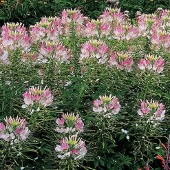 Sparkler Blush Spider Flower Seeds
