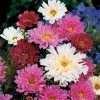 Double Click Mix Cosmos Flower Seeds -Botanical Bliss 00580 PK 500