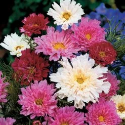Double Click Mix Cosmos Flower Seeds