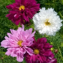 Double Click Mix Cosmos Flower Seeds -Botanical Bliss 00580 PK 500 2