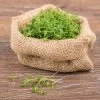Sprouting Watercress Seeds 1 Sprouting Watercress Seeds -Botanical Bliss 00599 pk p1